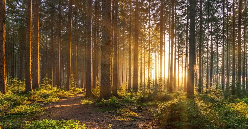 Here’s what you help protect by choosing Infomaniak